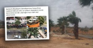 Şanlıurfa’da Belediyenin söktüğü ağaçlar ne oluyor?