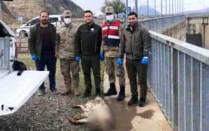 Bozova’da Cizgili Sırtlan Ölü Bulundu