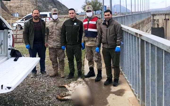 Bozova’da Cizgili Sırtlan Ölü Bulundu