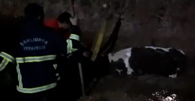 Haliliye’de Kanala Düşen İnek Kurtarıldı