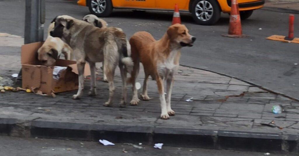 Urfa’da ‘Tehlike Arz Eden Köpek Irkları’ Hakkında Duyuru!