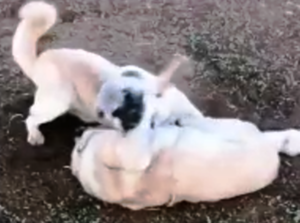 Urfa’da Tepki Toplayan Görüntüler