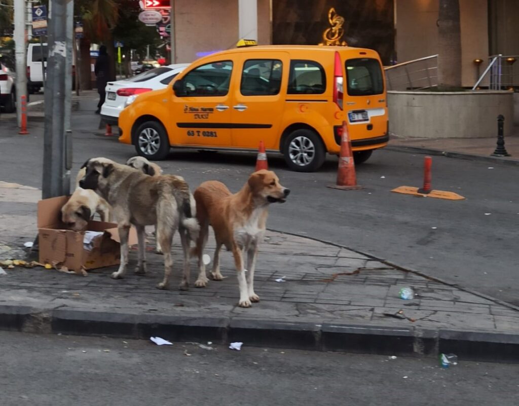 Şanlıurfa’da başıboş köpekler tehlike saçıyor