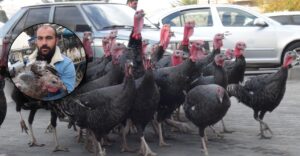 Urfalı Hindi Üreticileri Sezondan Umutsuz