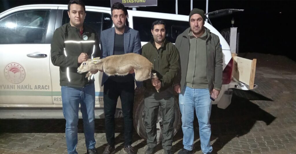 Yasa Dışı Ceylan Bulunduran Kişiye Ceza