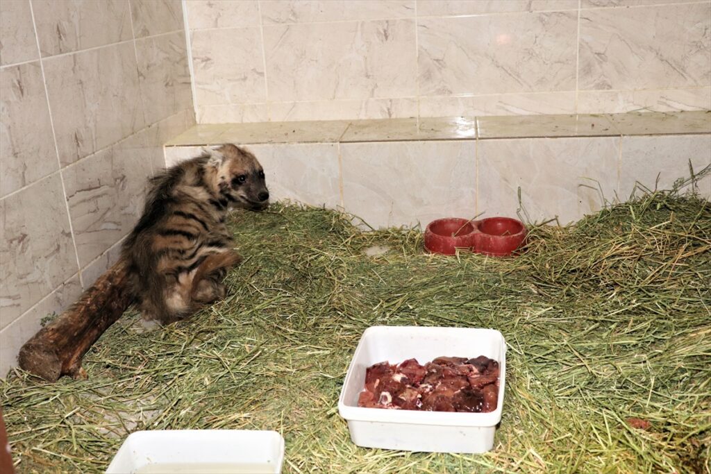 Şanlıurfa’da Nesli tükenme tehlikesi altındaki çizgili sırtlan yavrusu özel bakımla hayata tutundu