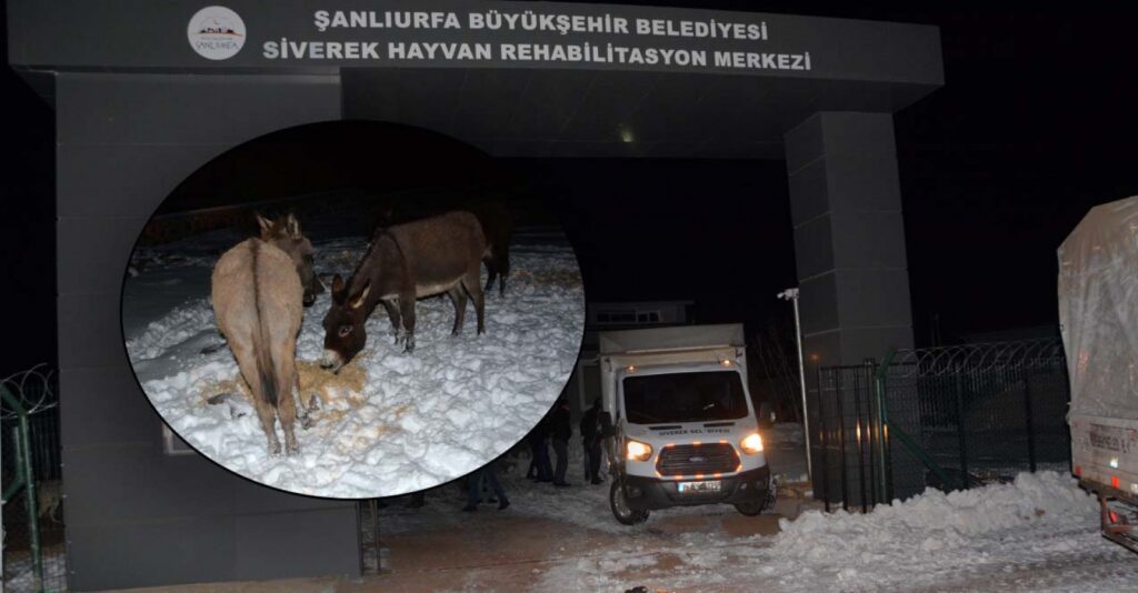 Urfa’da başıboş hayvanlar sıcak yuvaya kavuşturuldu