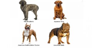 Tehlike arz eden köpek ırklarının kaydı için verilen süre bitti