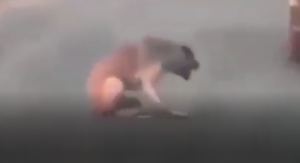 Viranşehir Kaymakamlığı’ndan Olaya İlişkin Açıklama