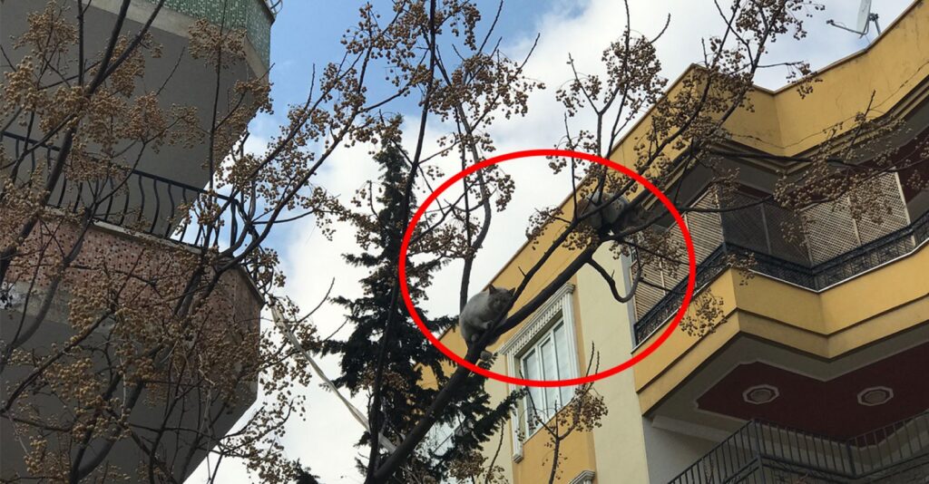 Urfa’da Ağaçta mahsur kalan kedileri itfaiye umursamadı