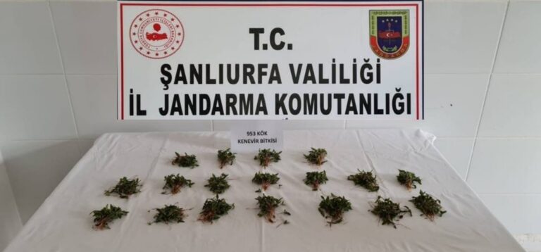 Urfa’da Arpa tarlasına kenevir eken şahıs gözaltında