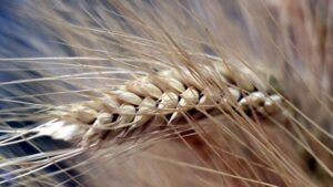 Bakanlık açıkladı: ‘Hububatta arz sıkıntısı yaşanmayacak’