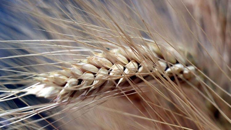Bakanlık açıkladı: ‘Hububatta arz sıkıntısı yaşanmayacak’