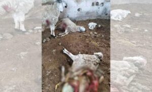 Urfa Benekli sırtlan küçükbaş hayvanları telef etti