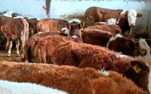 Büyükbaş hayvan sayısında son durum ne?