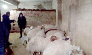 Çalıntı hayvanlar Şanlıurfa’da bulundu