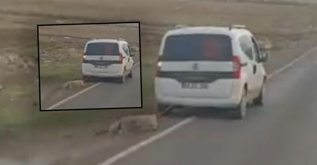 Urfa’da Koyunun içler acısı görüntüsü yürek burktu