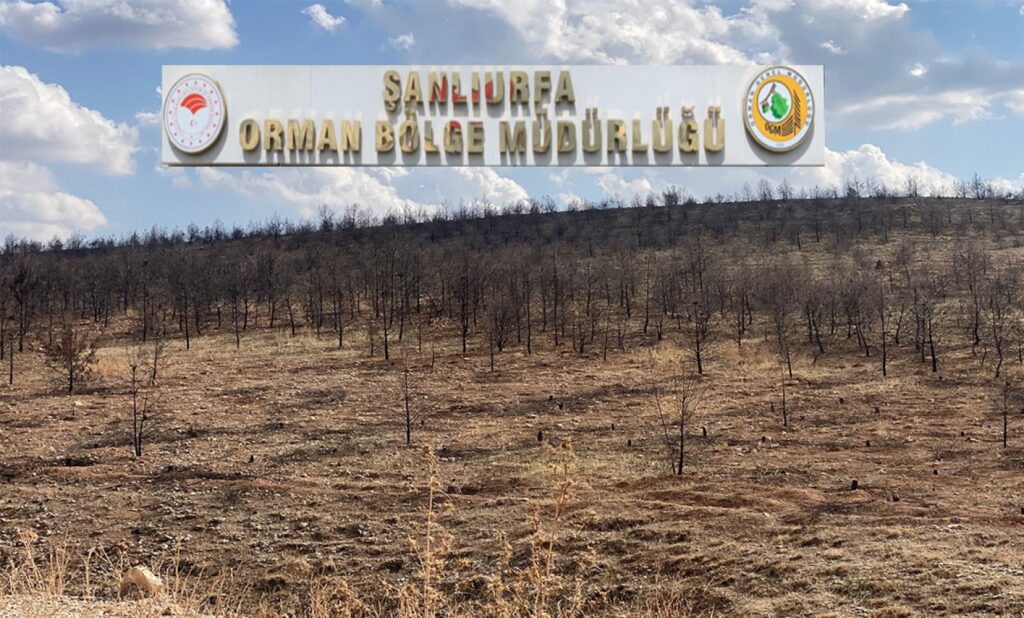 Şanlıurfa Orman Bölge Müdürlüğü’nden o haberle ilgili açıklama