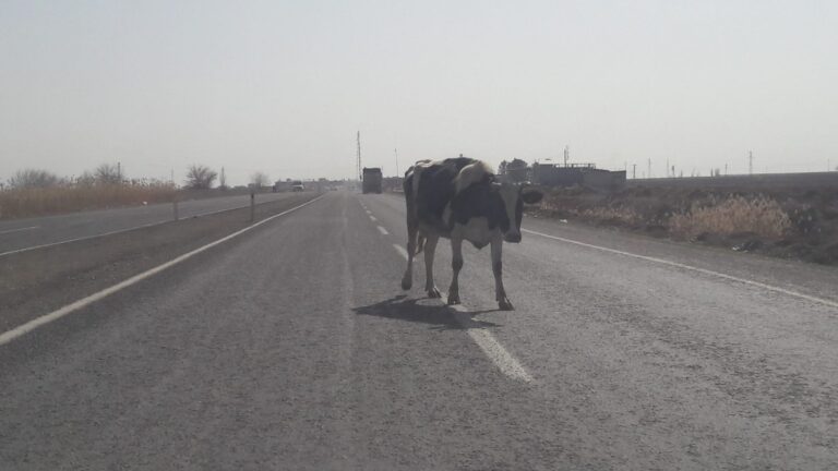 Urfa’da Trafikte tehlike oluşturdu