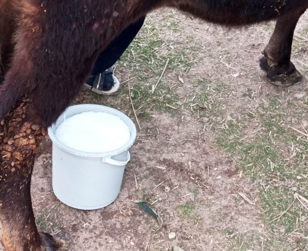 Türkiye’de ne kadar ton inek sütü üretildi?