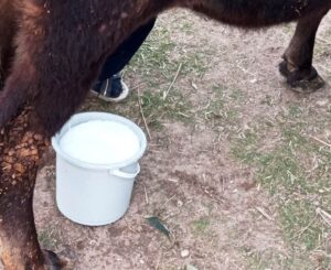 Türkiye’de ne kadar ton inek sütü üretildi?