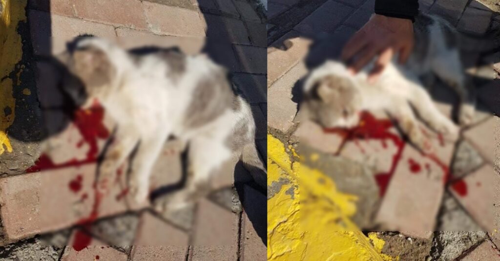 Urfa’da Vicdansız sürücü kediyi ezip kaçtı