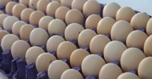 Yumurta fiyatları için müfettiş görevlendirildi