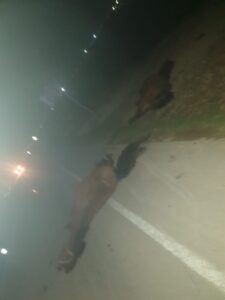 Akçakale’de araç atlara çarptı!