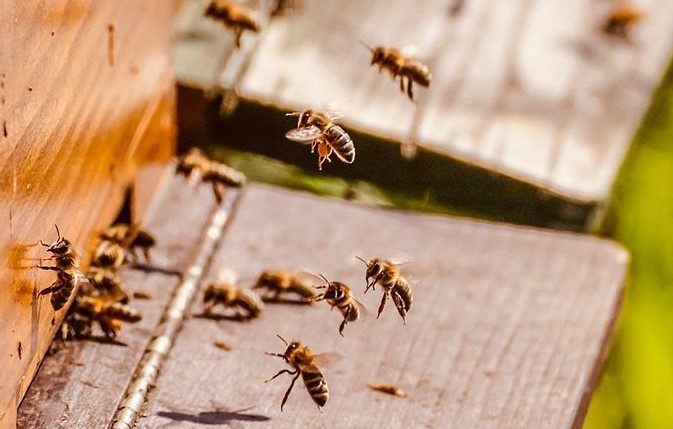 Bal üreticilerine destek