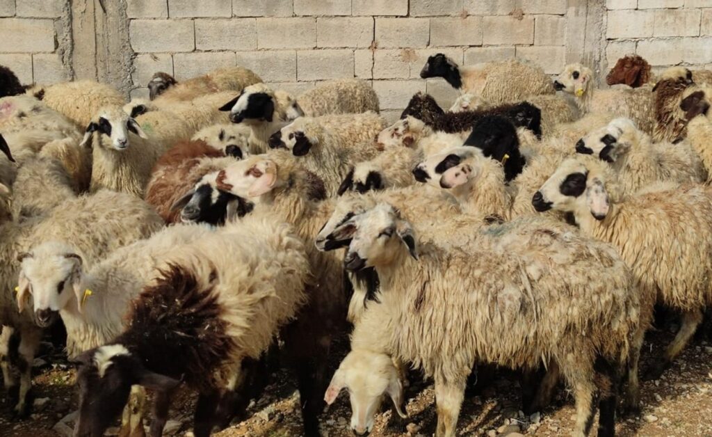 Canlı hayvan değerinde artış!