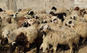 Canlı hayvan değerinde artış!