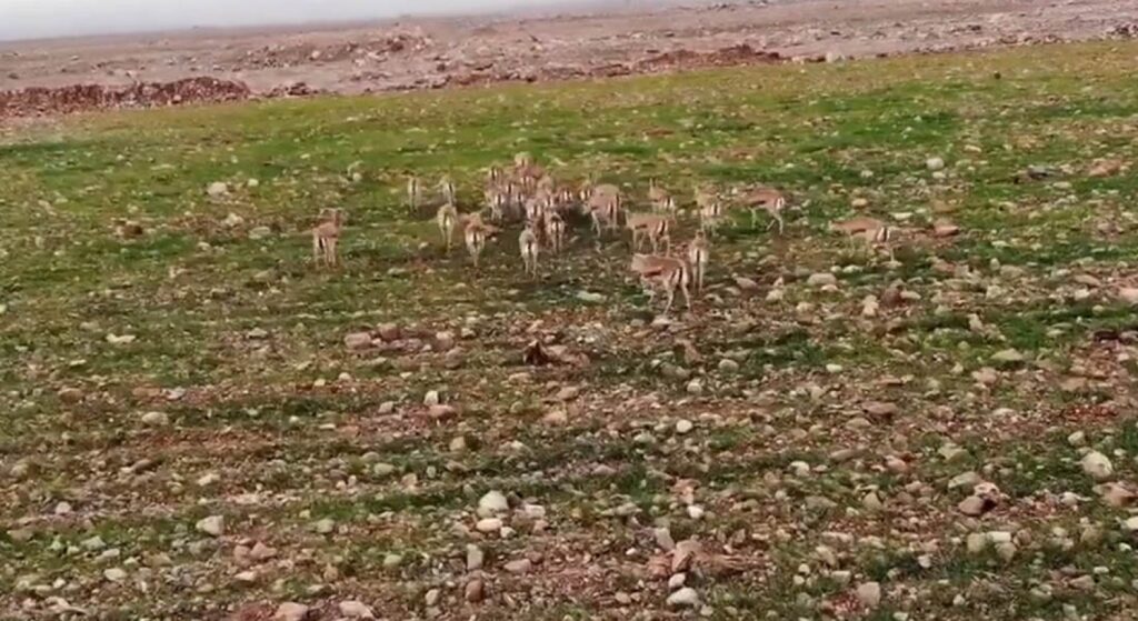 Cudi Dağına bırakılan ceylanlar havadan görüntülendi