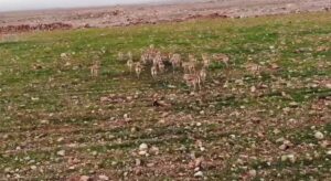 Cudi Dağına bırakılan ceylanlar havadan görüntülendi