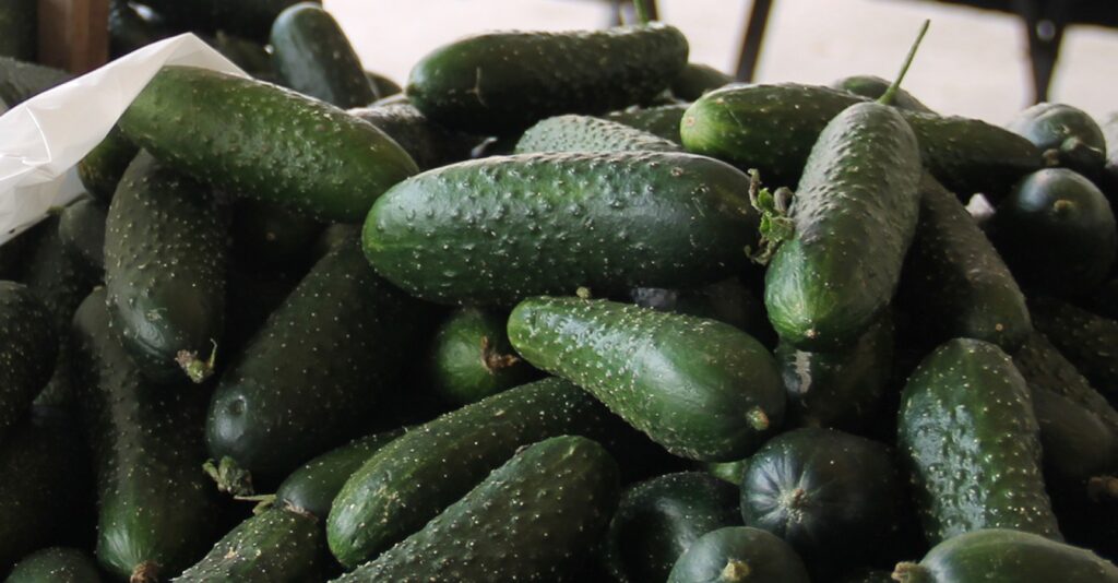 Şanlıurfa pazarlarında ‘hıyar’ bolluğu