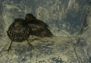 Şanlıurfa’da yaralı halde bulundu