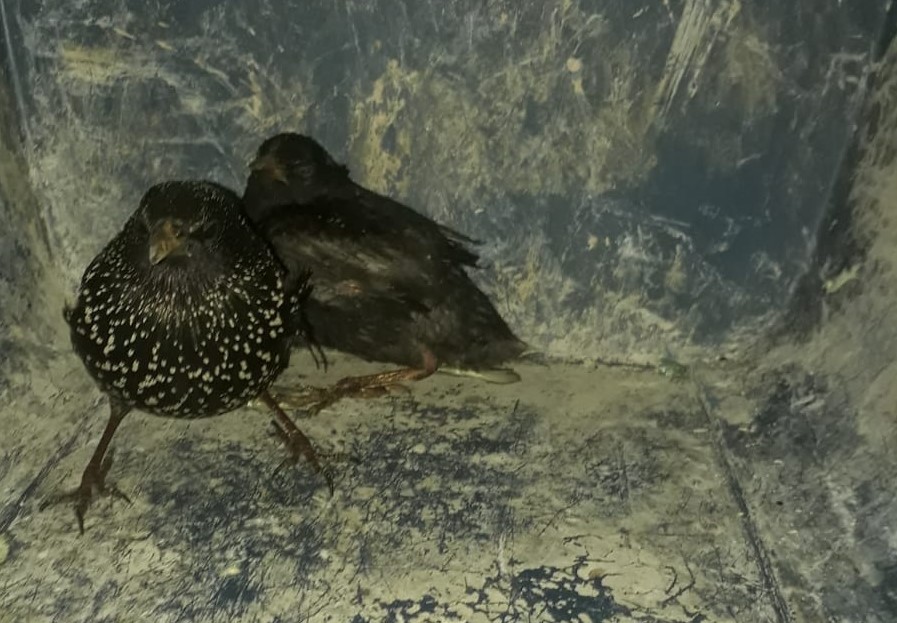 Şanlıurfa’da yaralı halde bulundu