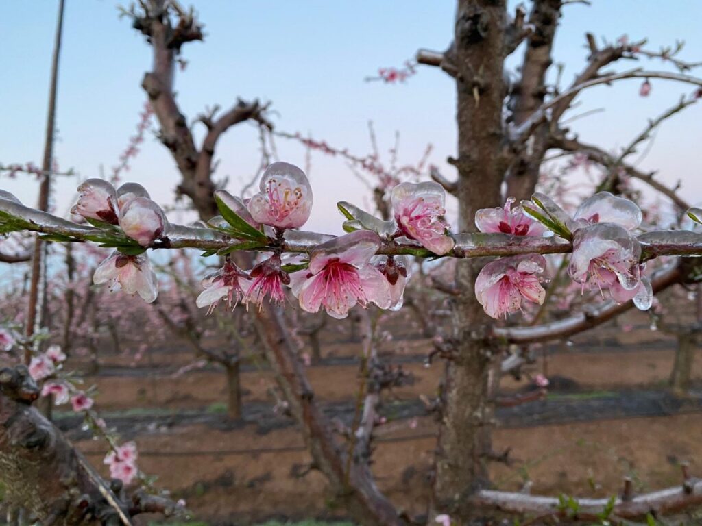 Şanlıurfa’da zirai don nektari ağaçlarını vurdu!