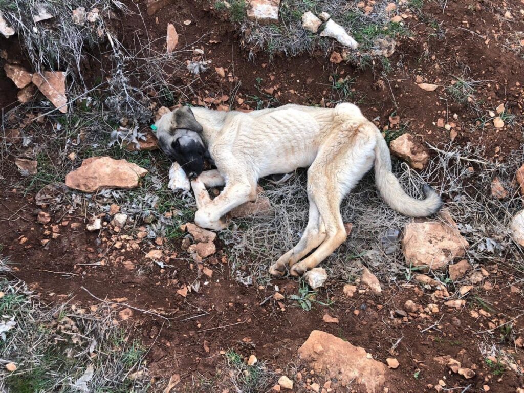 Urfa’da Şok iddia köpekler zehirlendiler mi?