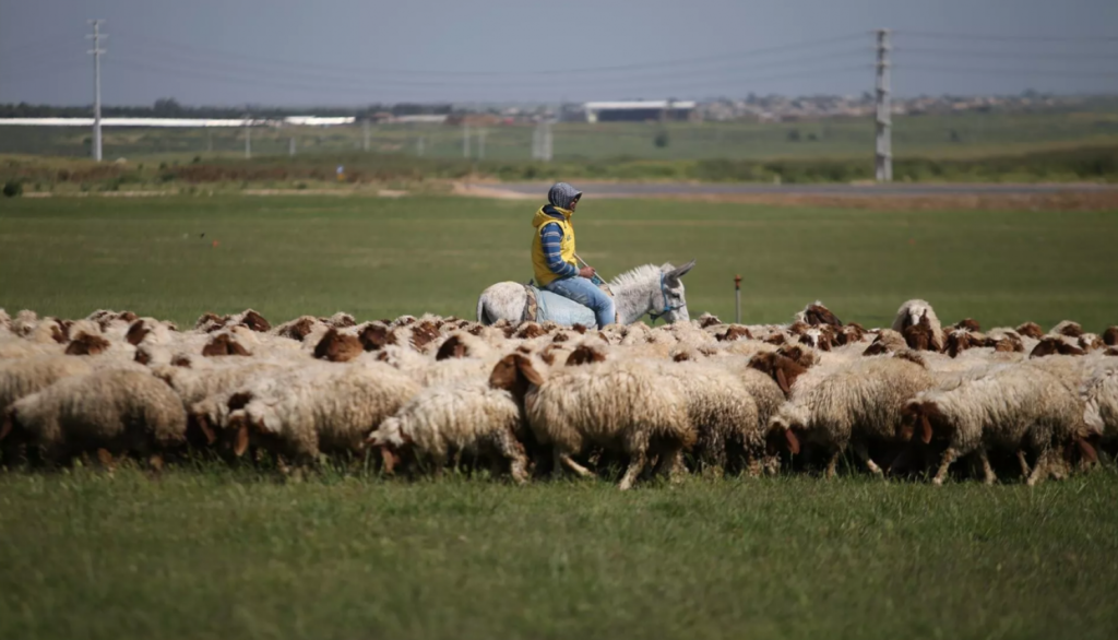 TİGEM’e çoban alınacak