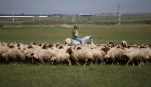 TİGEM’e çoban alınacak