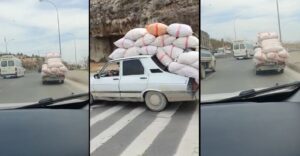 Urfa’da Toros’u kamyonet sandı!