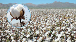 Urfa lif pamuk üretiminde yine birinci sırada