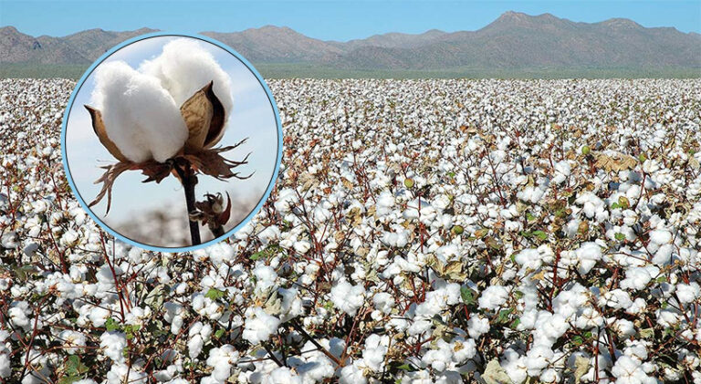 Şanlıurfa’da Yeşil mercimek, Nohut ve Preseli pamuğun fiyatı açıklandı