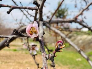 Urfa’da düzenlenen festival renkli görüntülere sahne oldu