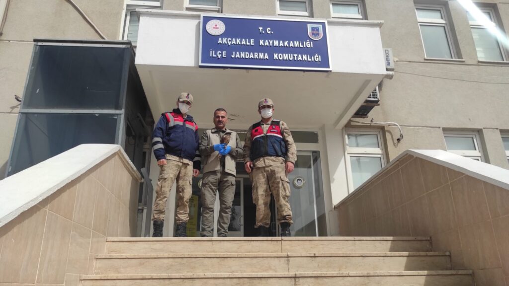 Akçakale’de yaralı halde bulunan atmaca tedavi altına alındı