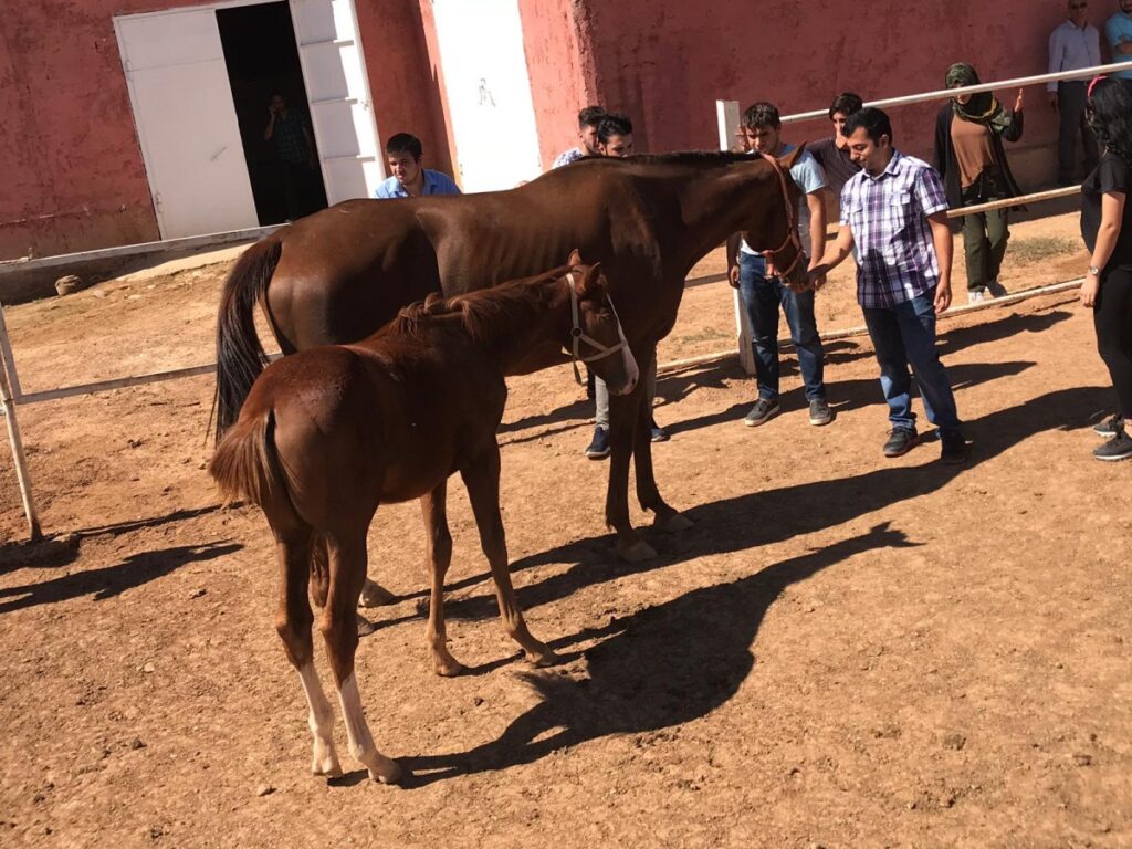 At yarışları geliri ile ilgili alınan karar Urfa’yı nasıl etkileyecek?