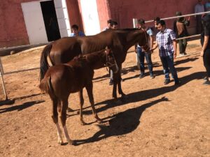 At yarışları geliri ile ilgili alınan karar Urfa’yı nasıl etkileyecek?