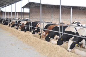 Bakan müjdeyi böyle duyurdu: Hayırlı ve bereketli olsun