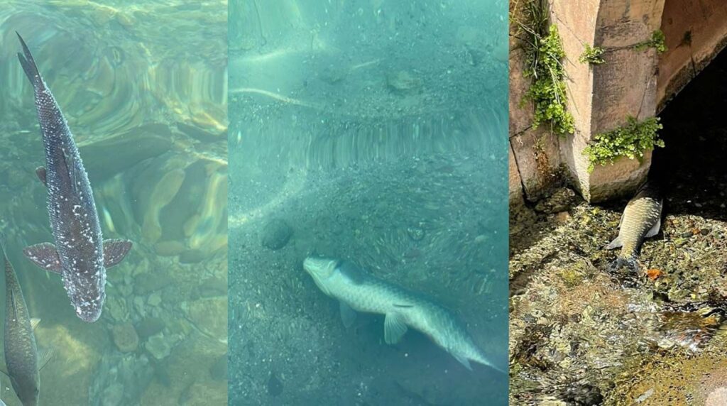 Balıklıgöl’deki Balıkların neden öldükleri merak ediliyor!