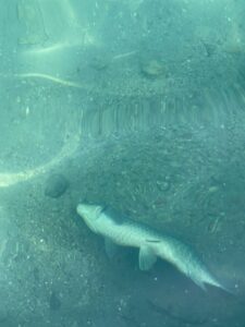 Balıklıgöl’de balık ölümleri devam ediyor!